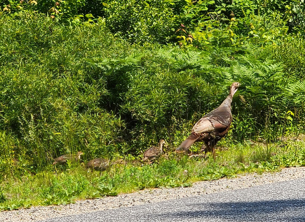 Guajolote Gallipavo - ML620614618