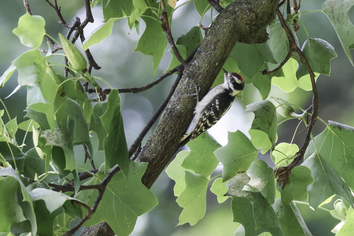 Downy Woodpecker - ML620614626