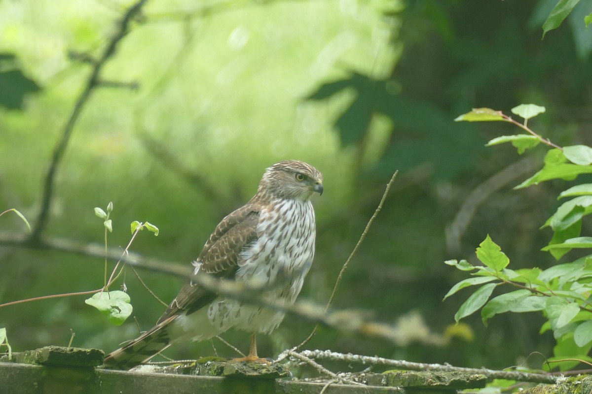 Cooper's Hawk - ML620614629