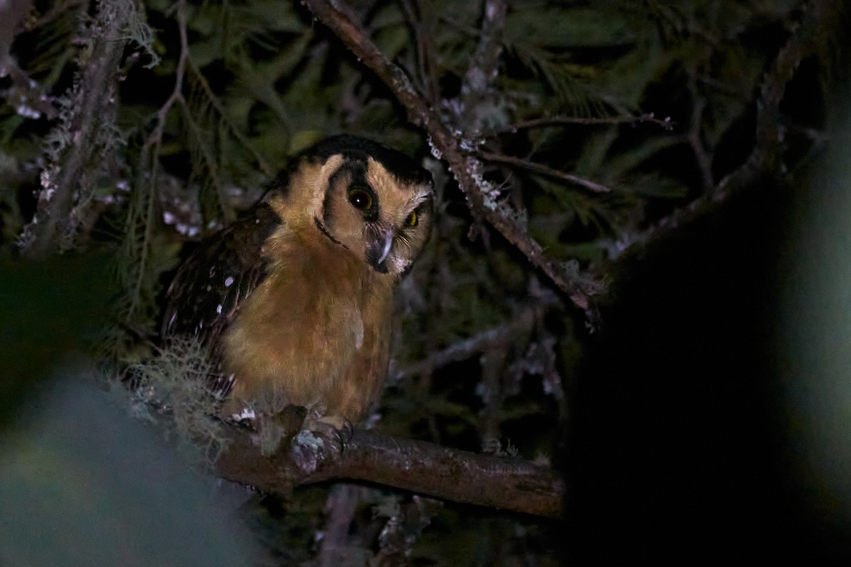 Buff-fronted Owl - ML620614634