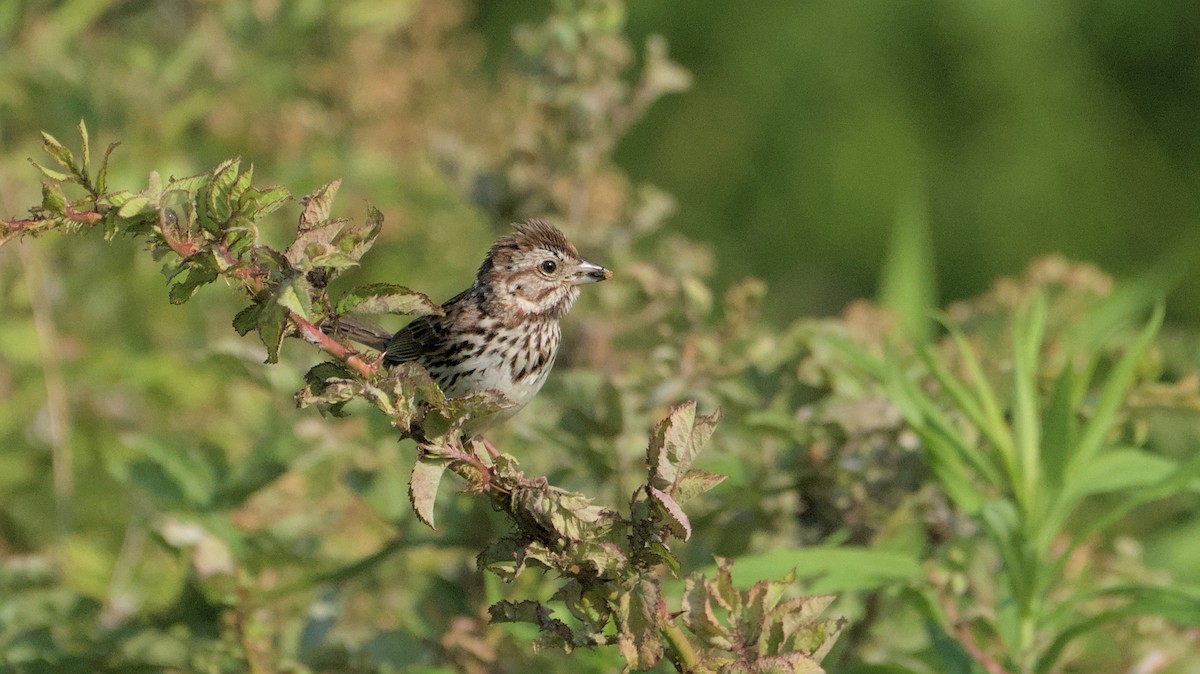 Song Sparrow - ML620614636