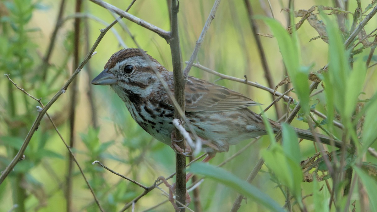 Song Sparrow - Robert Howard