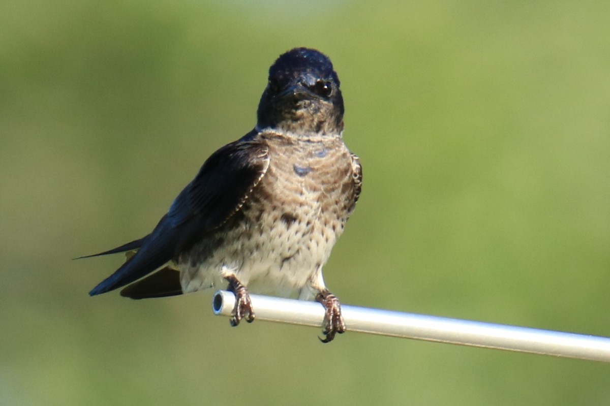 Purple Martin - ML620614638