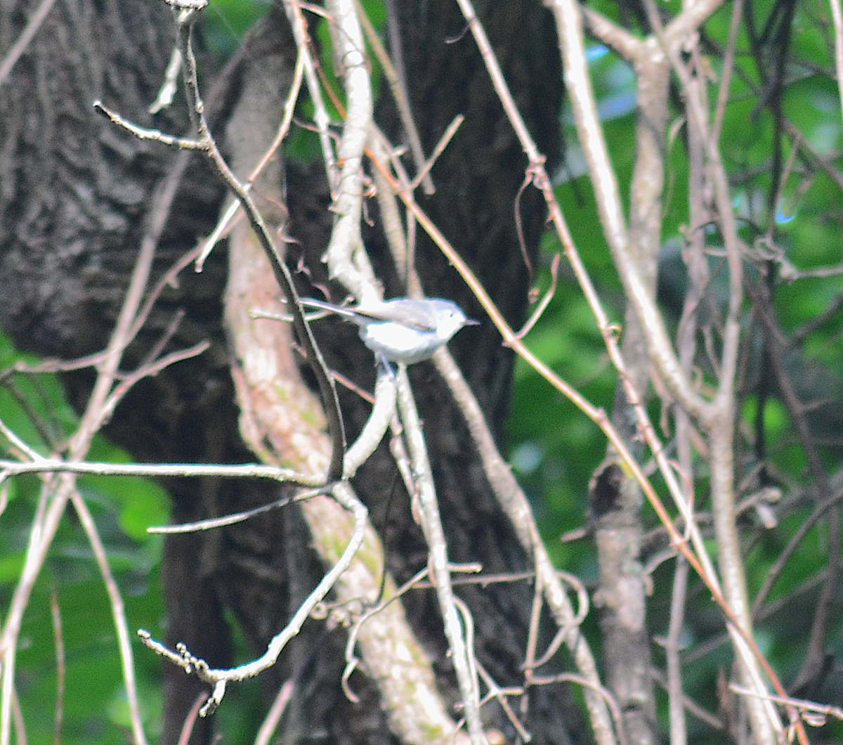 Blue-gray Gnatcatcher - Eric Evinczik