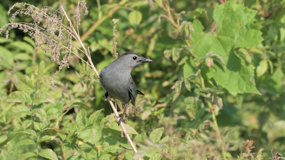 Pájaro Gato Gris - ML620614642