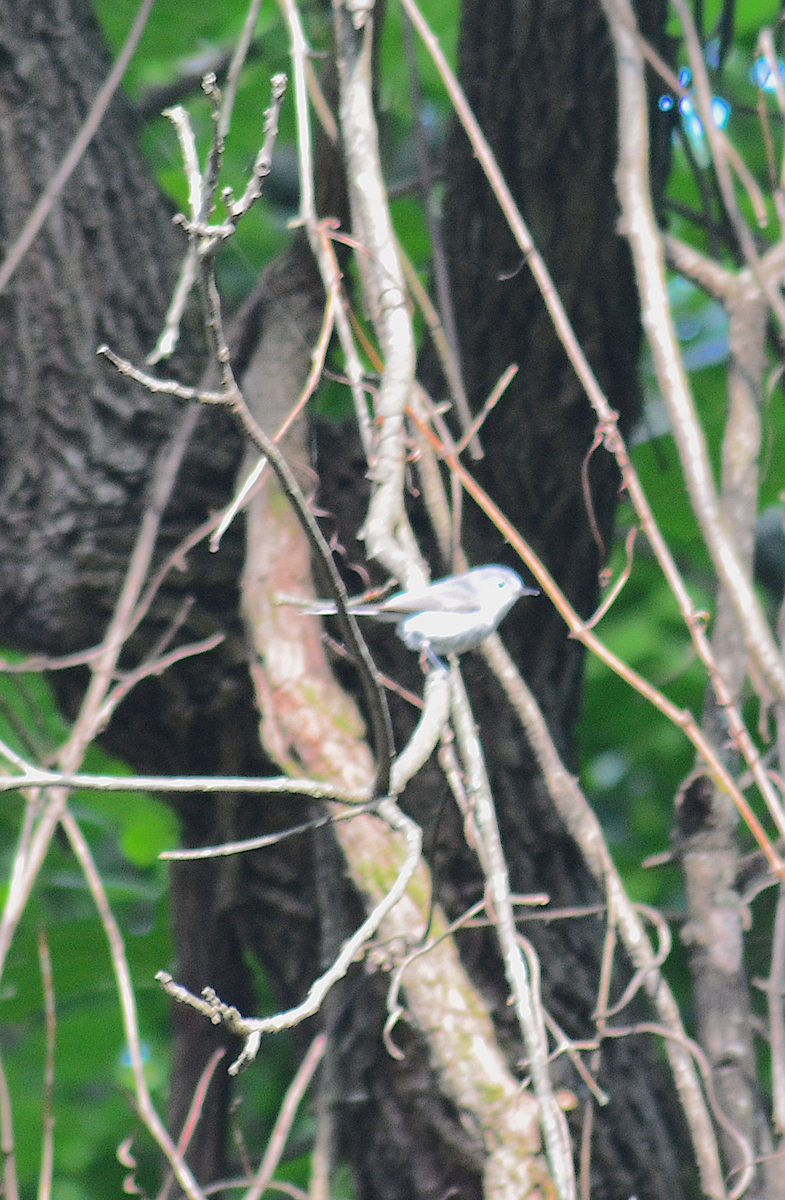 Blue-gray Gnatcatcher - Eric Evinczik