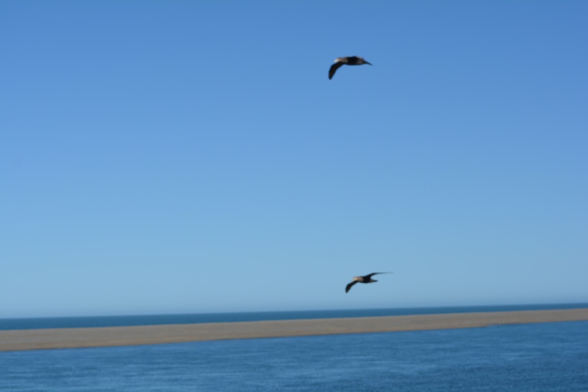 Southern Giant-Petrel - ML620614644