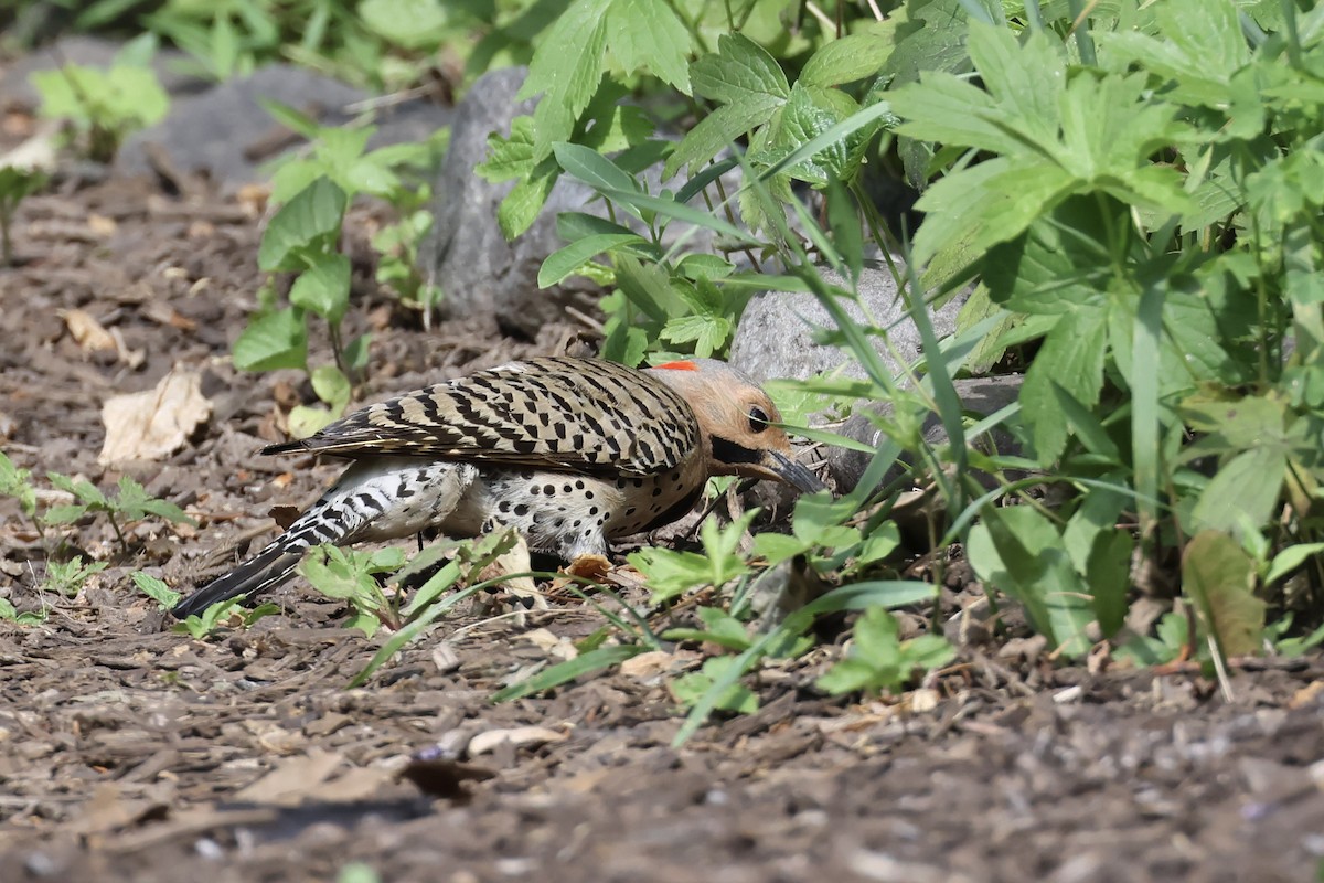 Northern Flicker - ML620614645