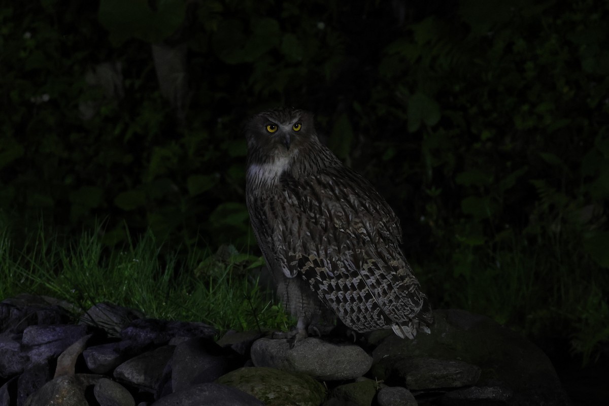 Blakiston's Fish-Owl - ML620614646