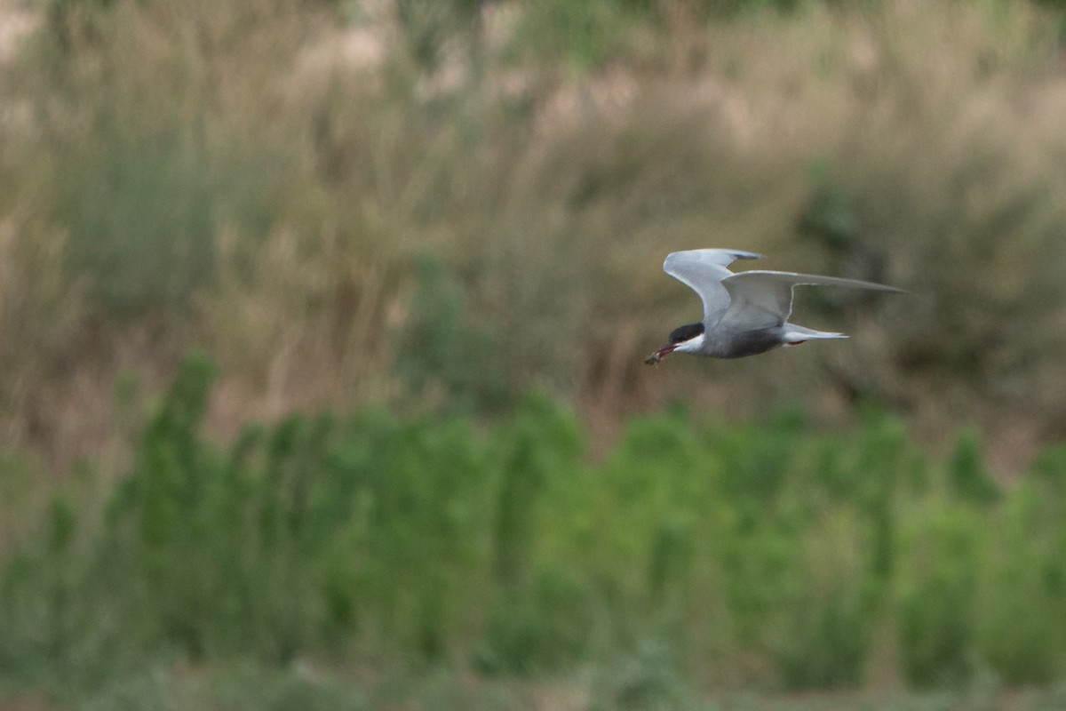 Whiskered Tern - ML620614651