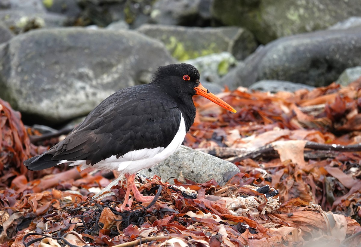 Eurasian Oystercatcher - ML620614654