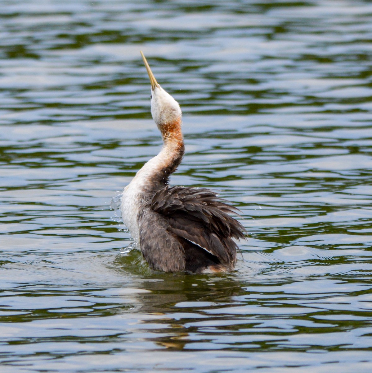 Great Grebe - ML620614655