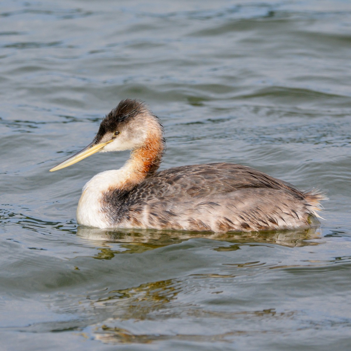 Great Grebe - ML620614656