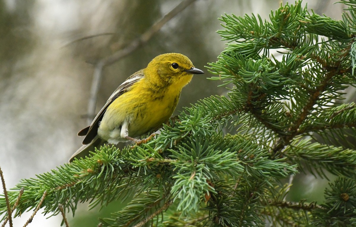 Pine Warbler - ML620614658