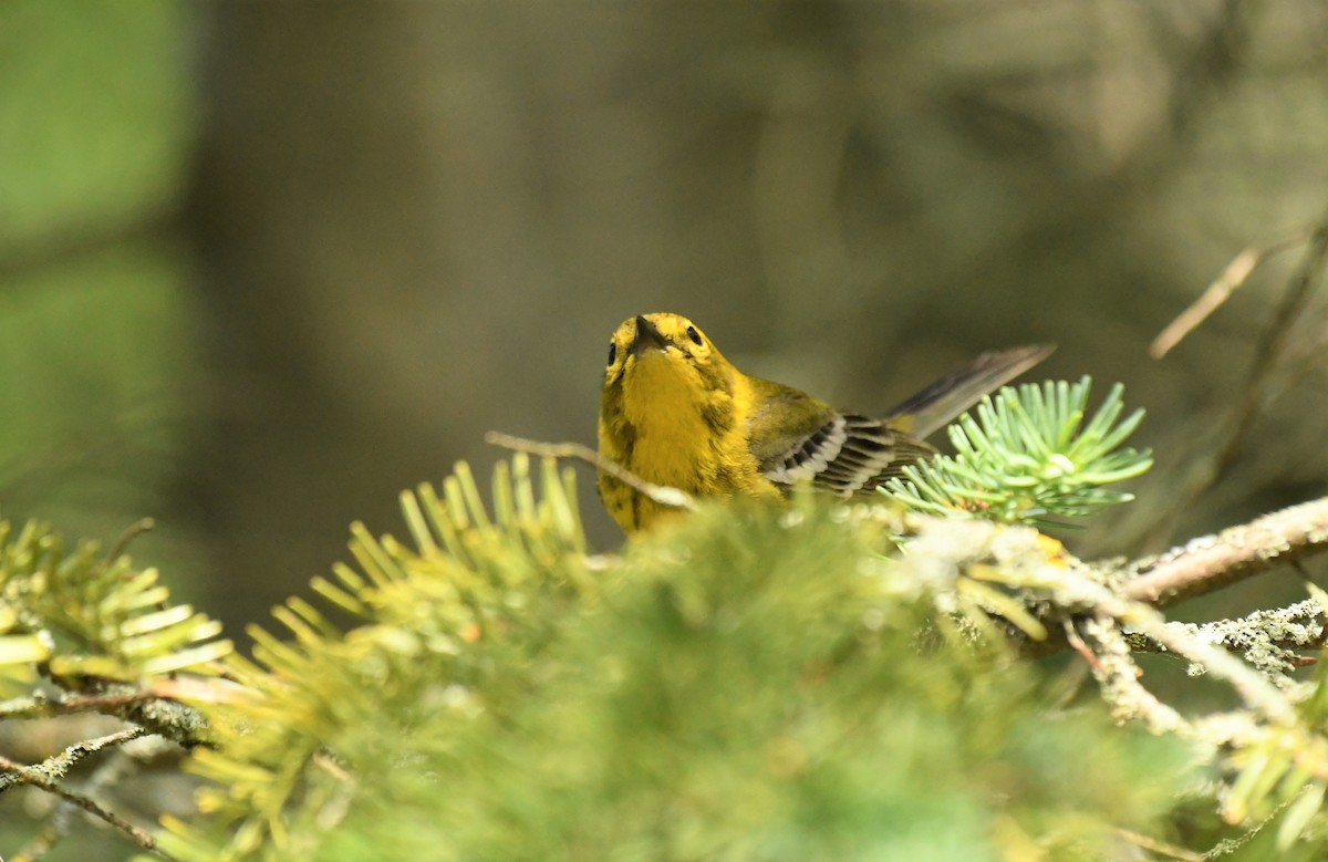 Pine Warbler - ML620614659