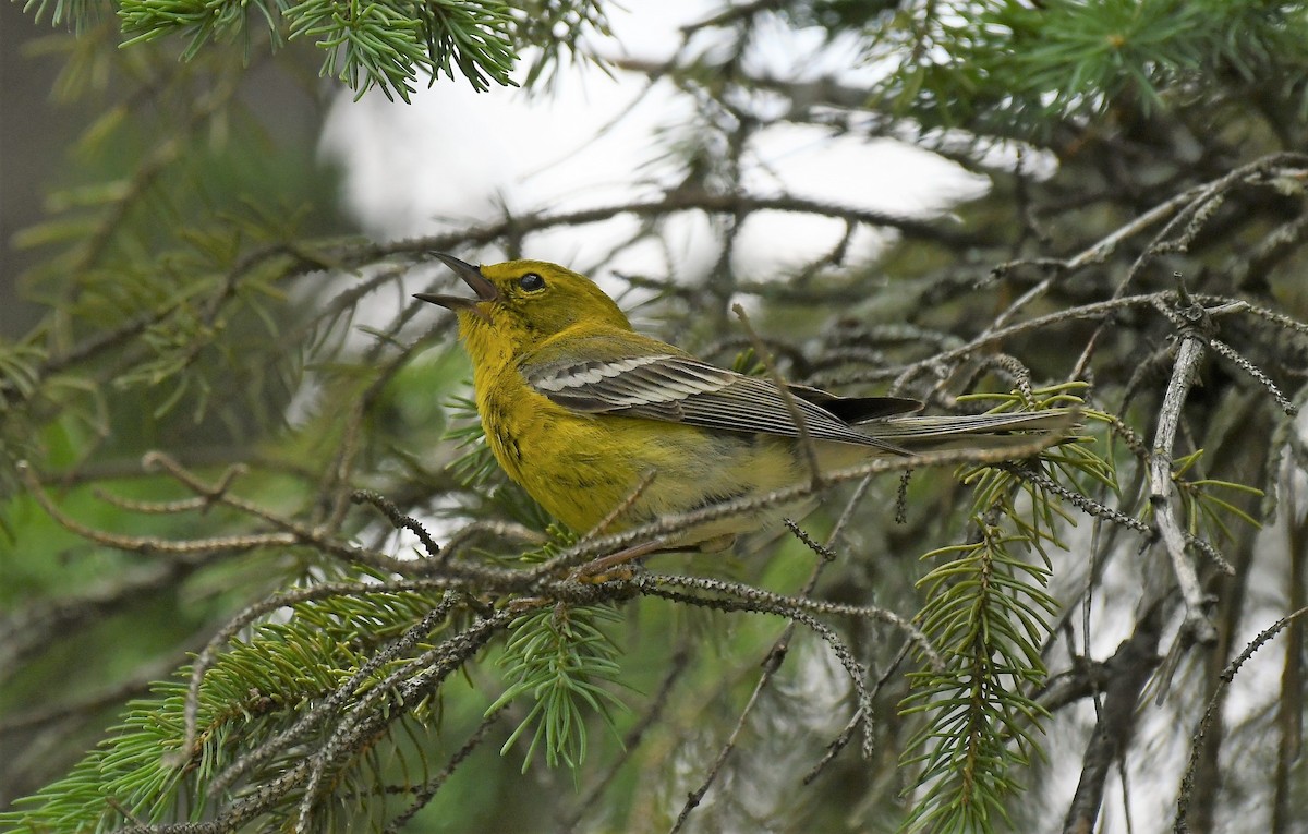 Pine Warbler - ML620614661