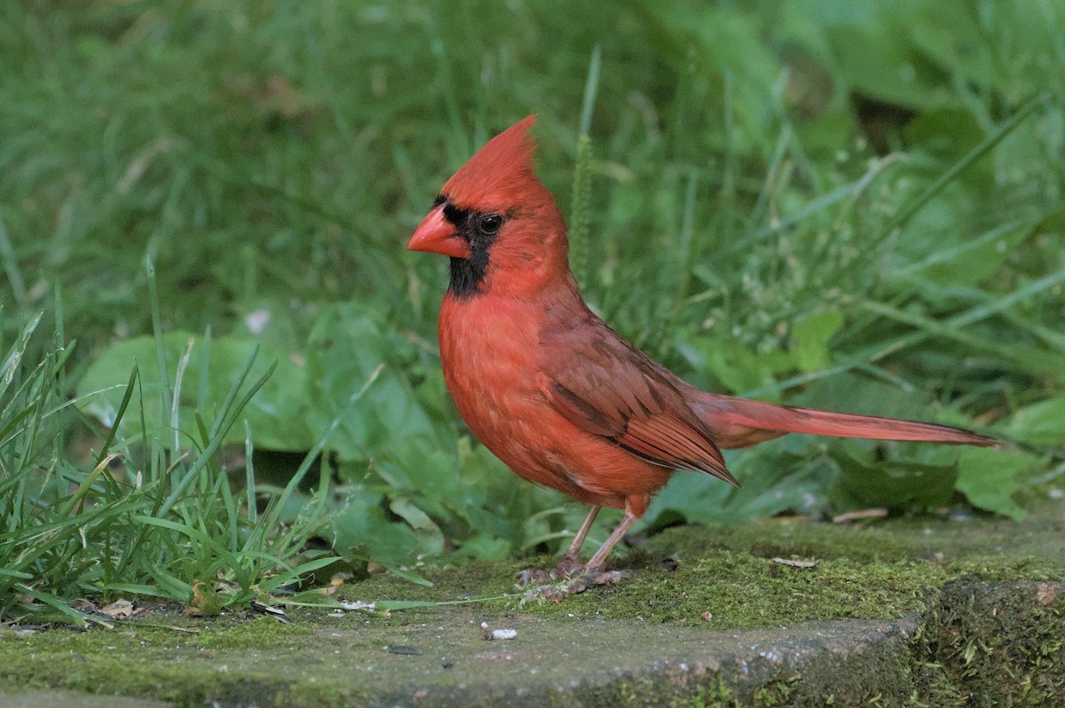 Northern Cardinal - ML620614665