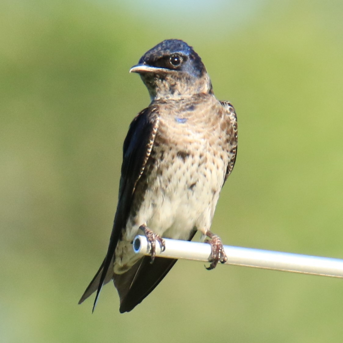 Purple Martin - ML620614667