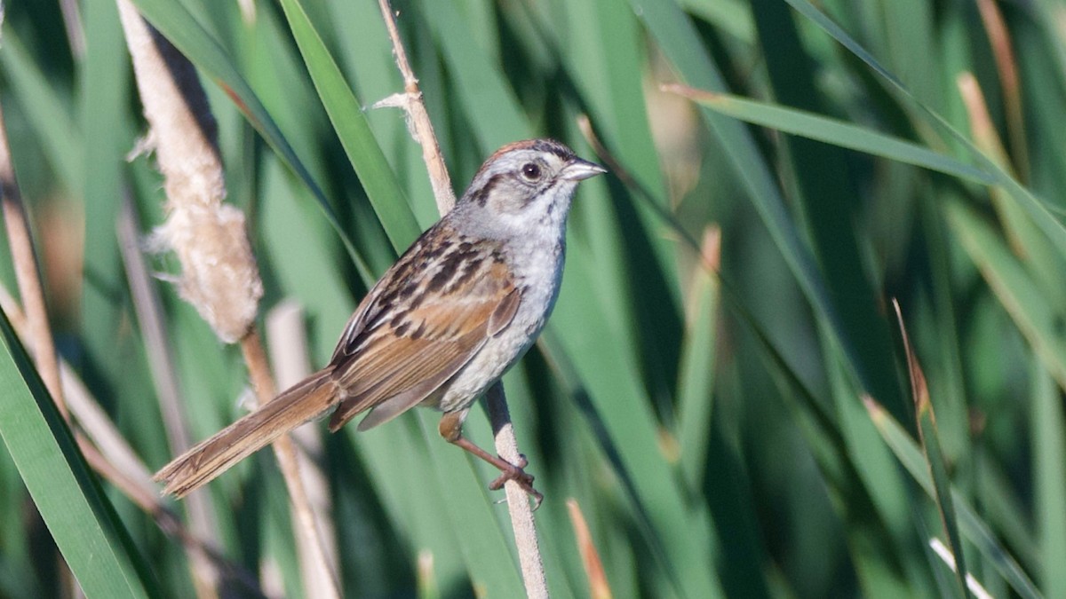 Swamp Sparrow - ML620614668