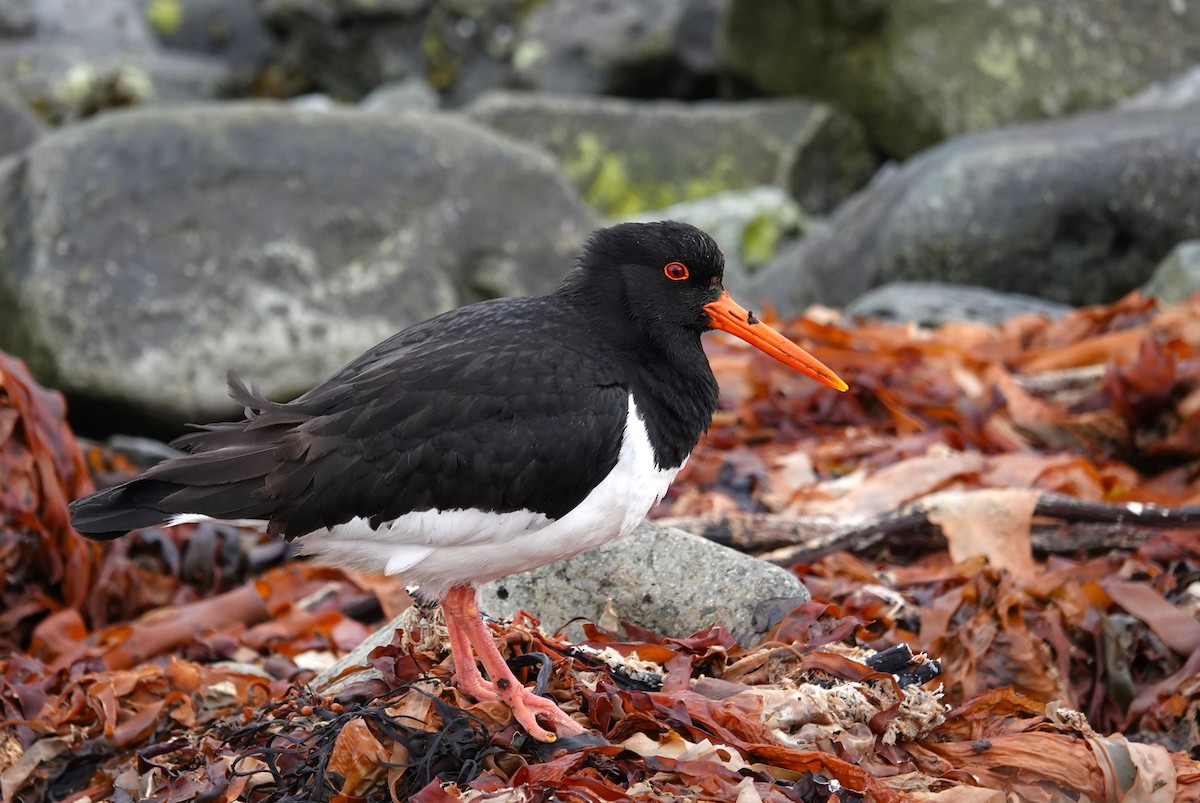 Eurasian Oystercatcher - ML620614669