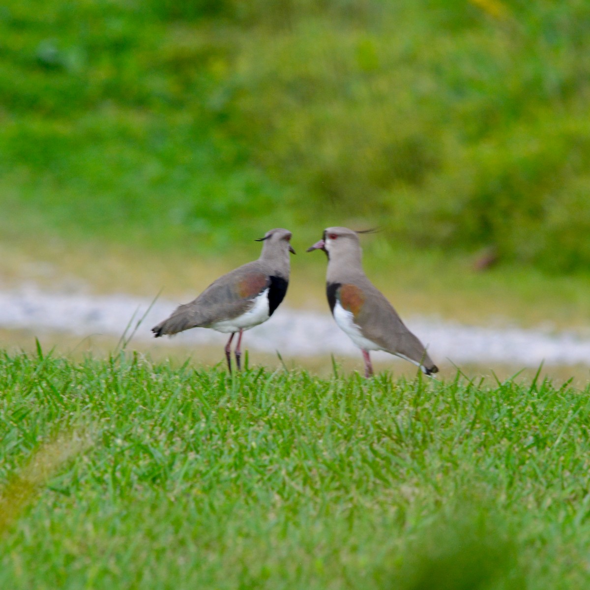 Southern Lapwing - ML620614671