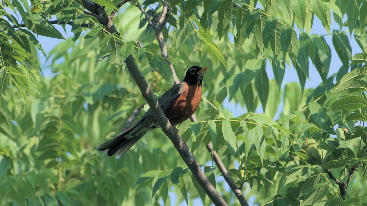 American Robin - ML620614678