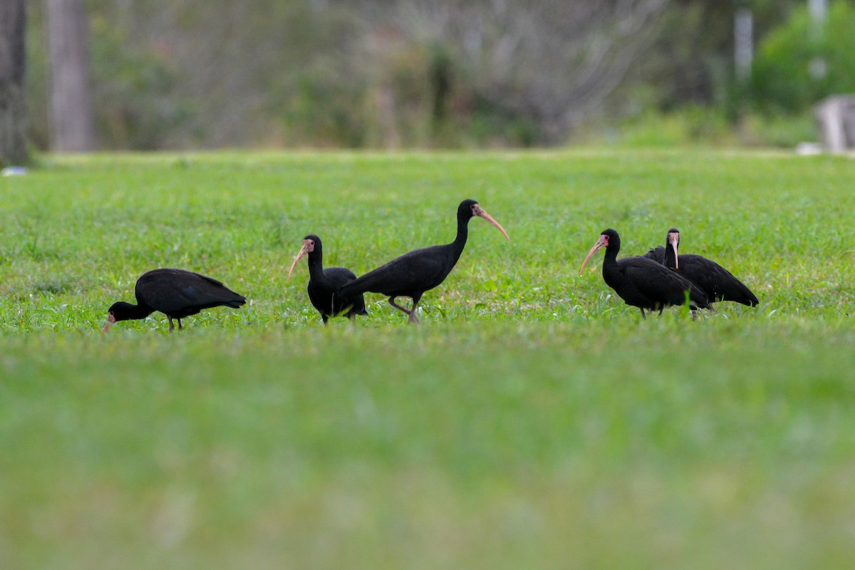 Bare-faced Ibis - ML620614679