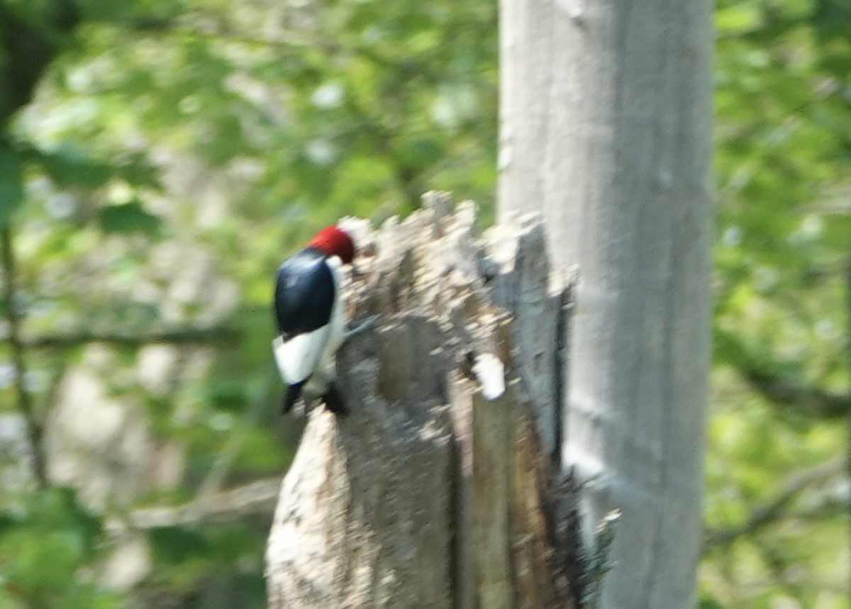 Red-headed Woodpecker - ML620614680