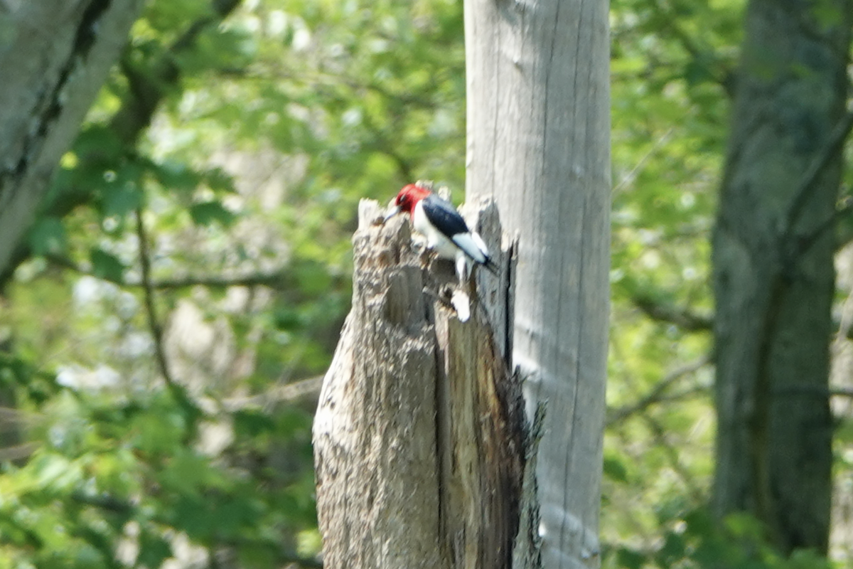 Red-headed Woodpecker - ML620614682