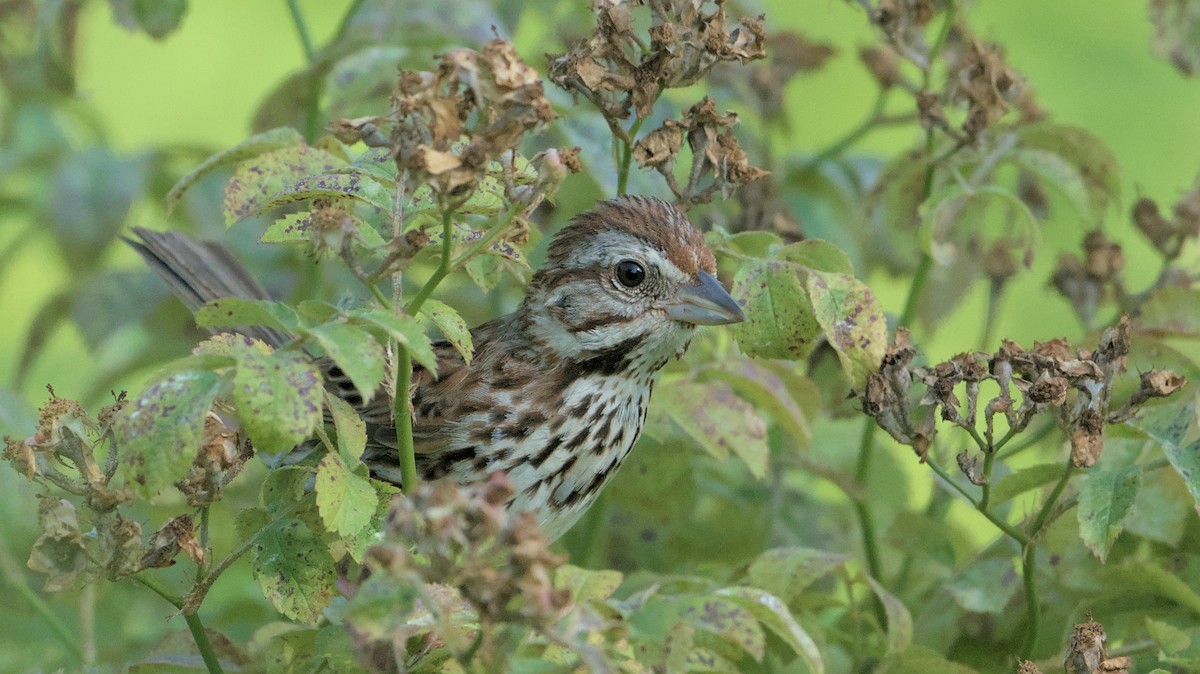 Song Sparrow - ML620614684