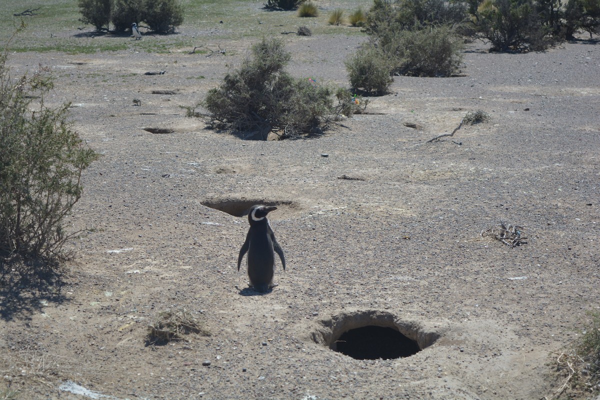 Magellanic Penguin - Pedro Maldini