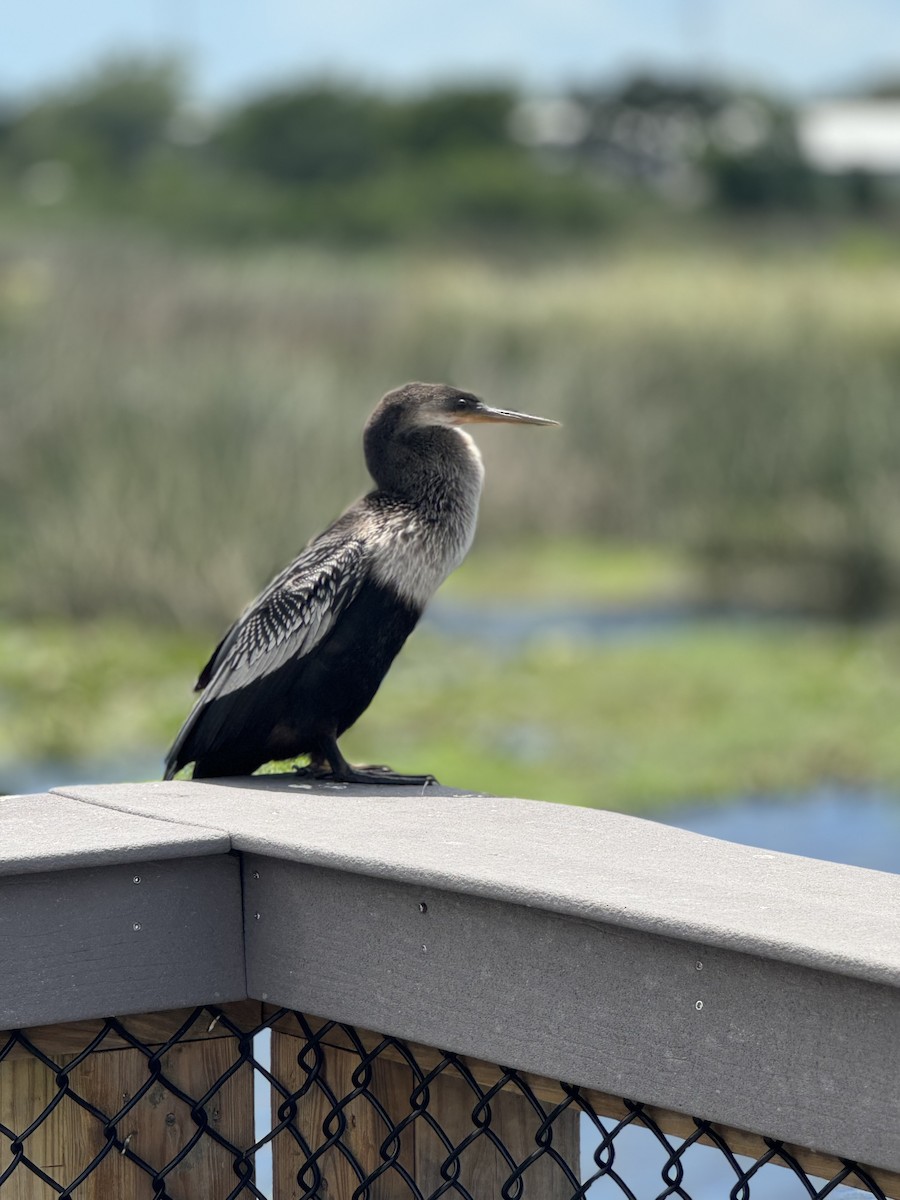 Anhinga - ML620614693