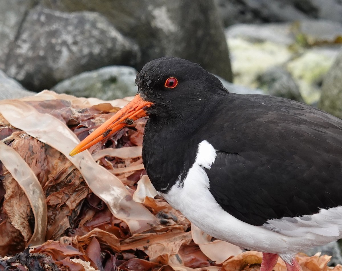 Eurasian Oystercatcher - ML620614695