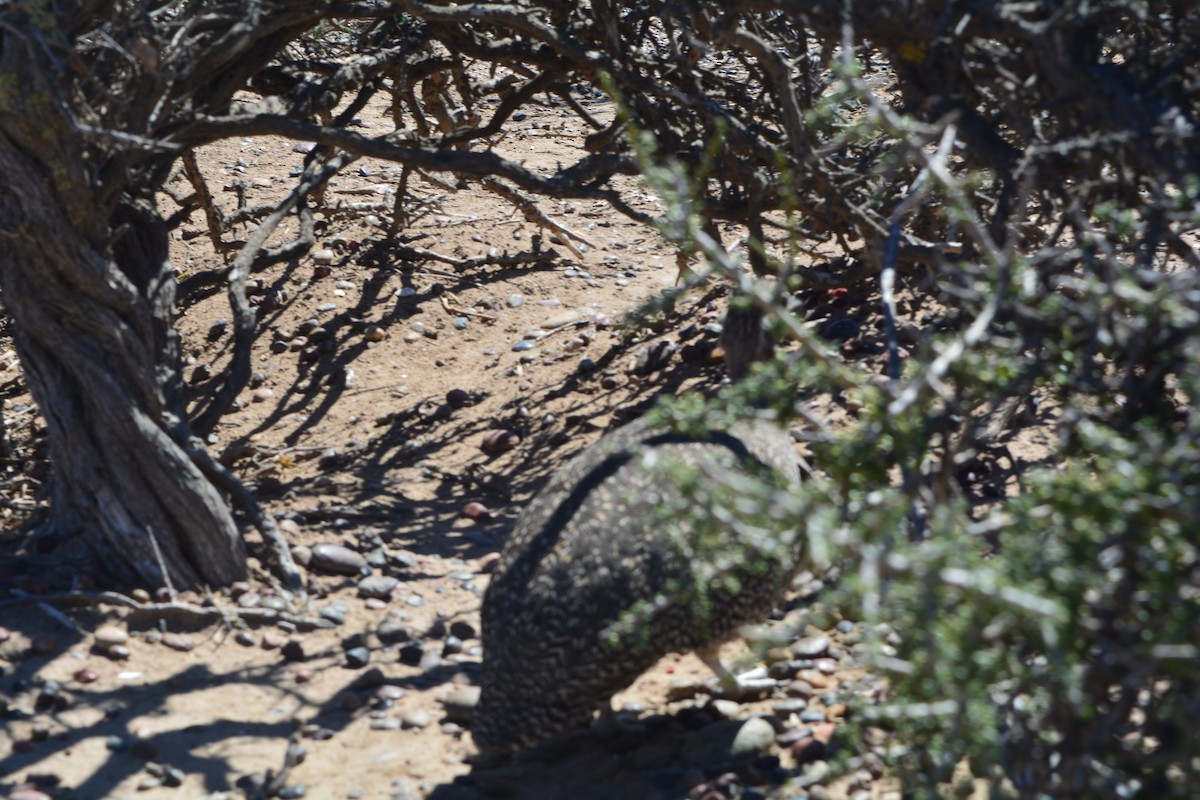 Elegant Crested-Tinamou - ML620614698