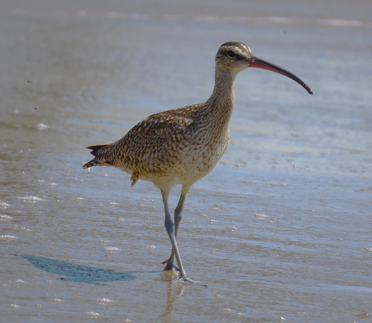 Whimbrel - ML620614699