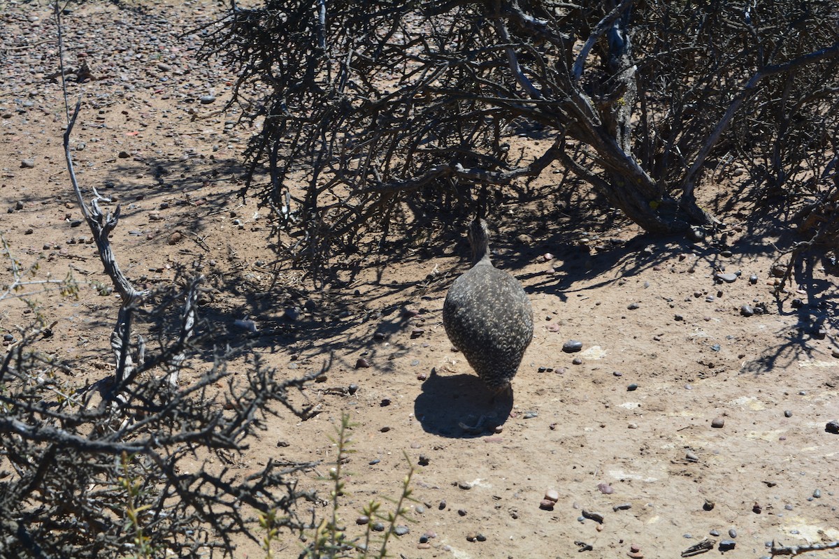 Elegant Crested-Tinamou - ML620614700