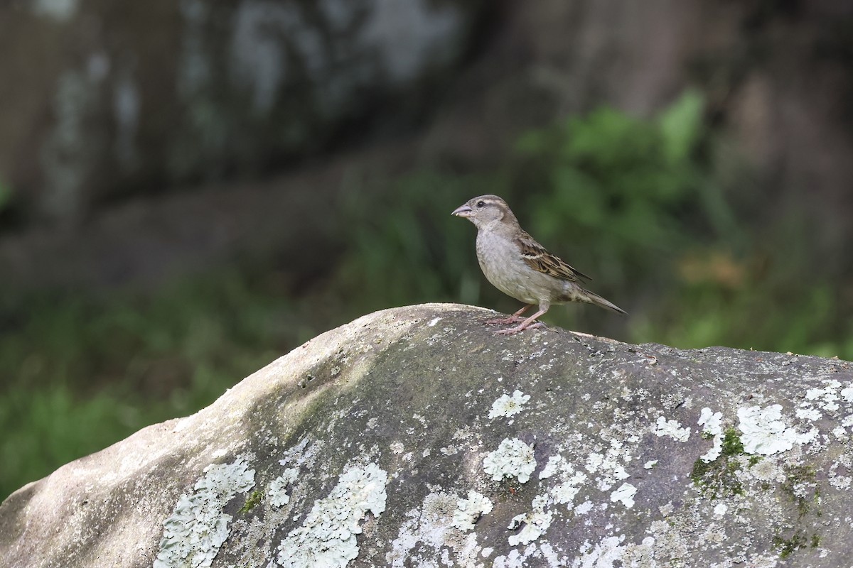 Moineau domestique - ML620614701