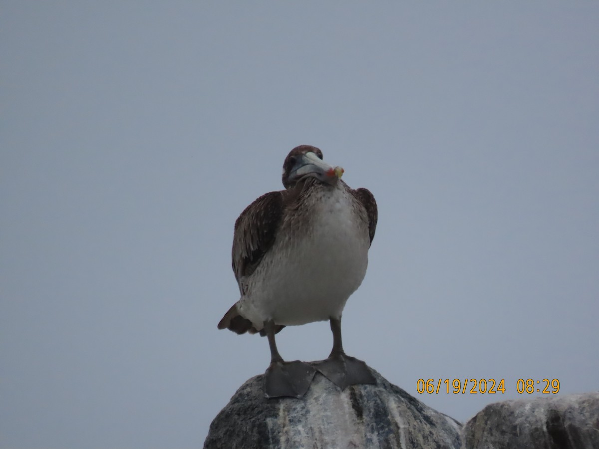 Brown Pelican - ML620614705