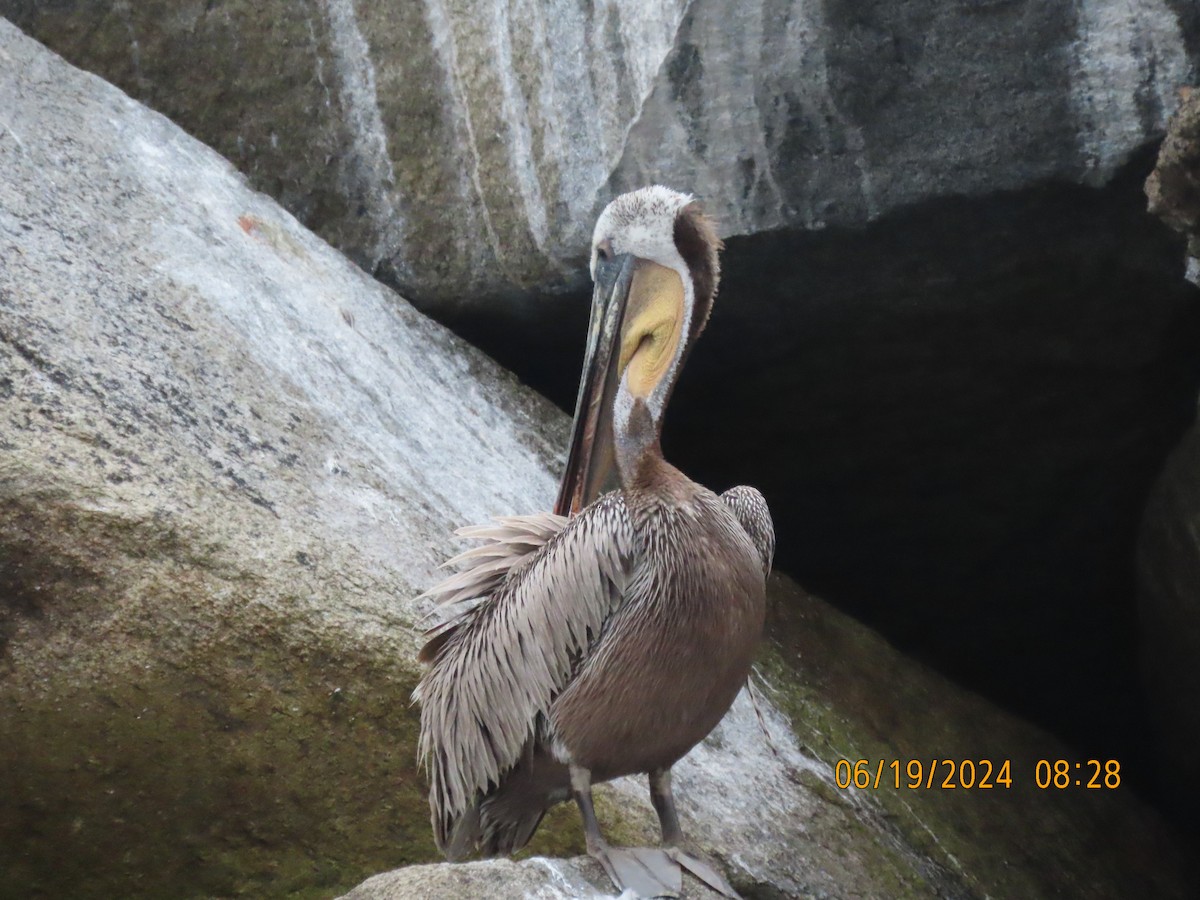 Brown Pelican - ML620614706