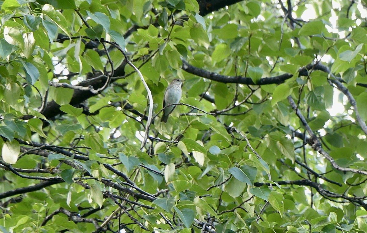 Veery - Mary McCafferty