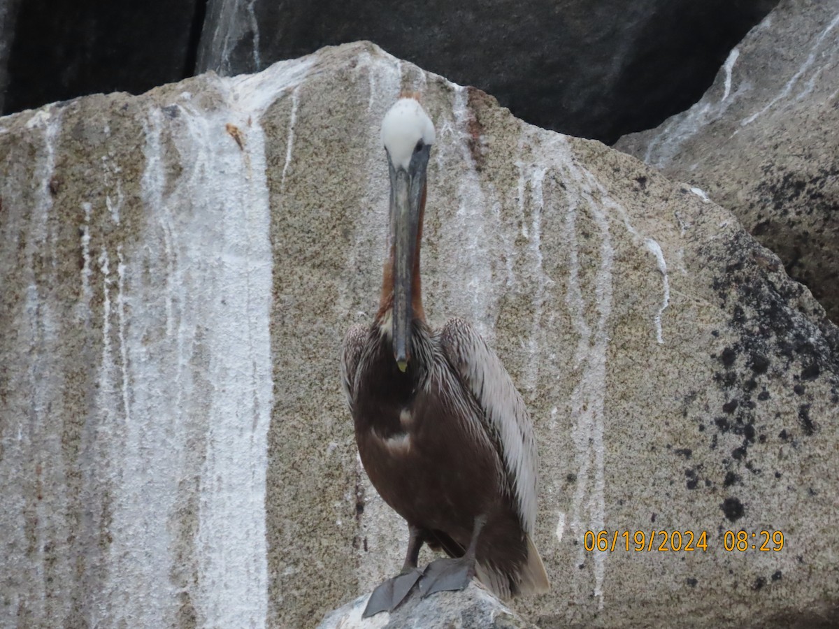 Brown Pelican - ML620614709