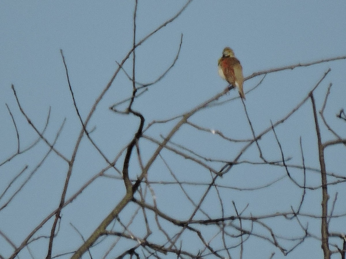 Dickcissel - ML62061471