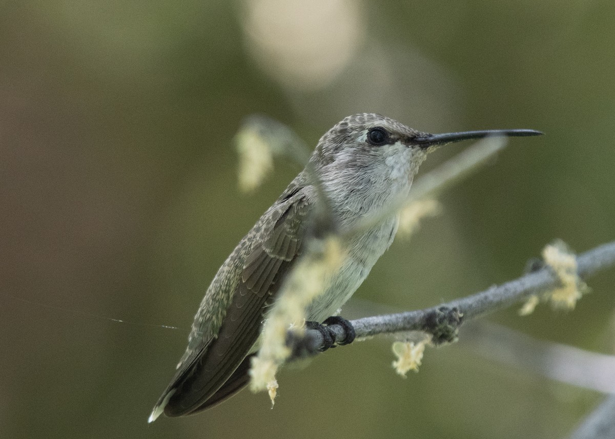 Anna's Hummingbird - ML620614710