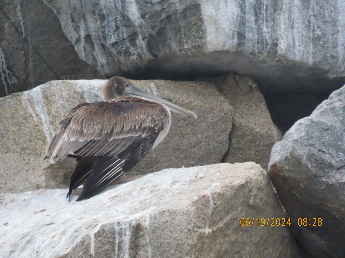 Brown Pelican - ML620614711