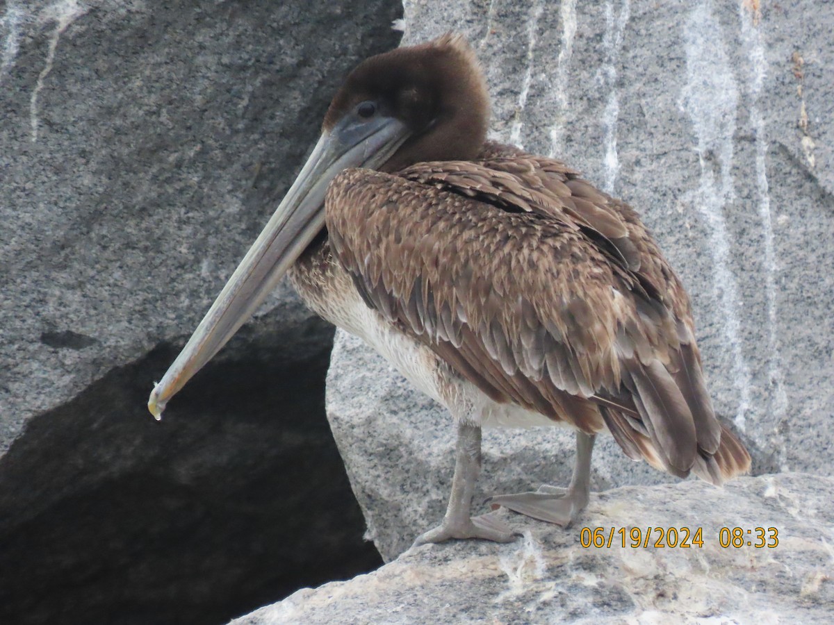 Brown Pelican - ML620614713