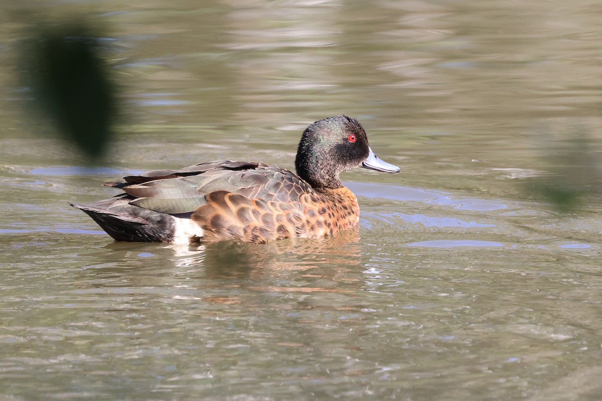 Chestnut Teal - ML620614717