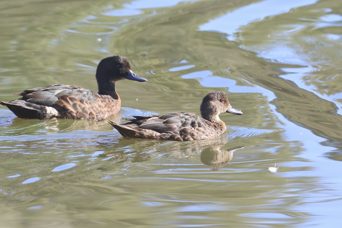 Chestnut Teal - ML620614718