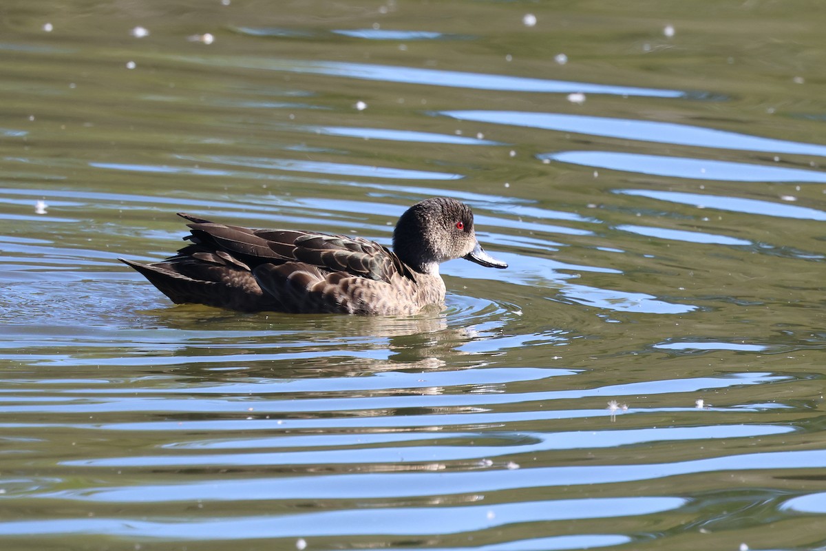 Chestnut Teal - ML620614719