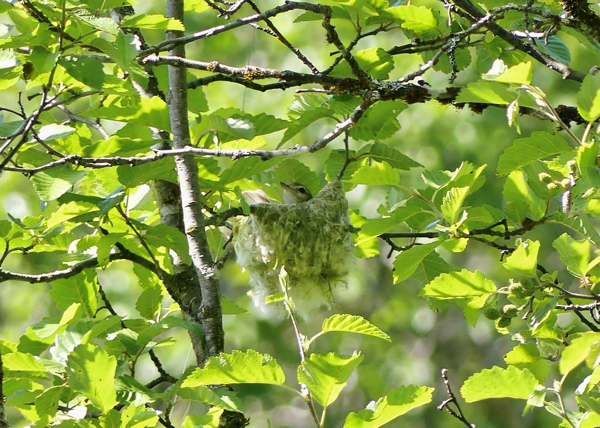 Warbling Vireo - ML620614720