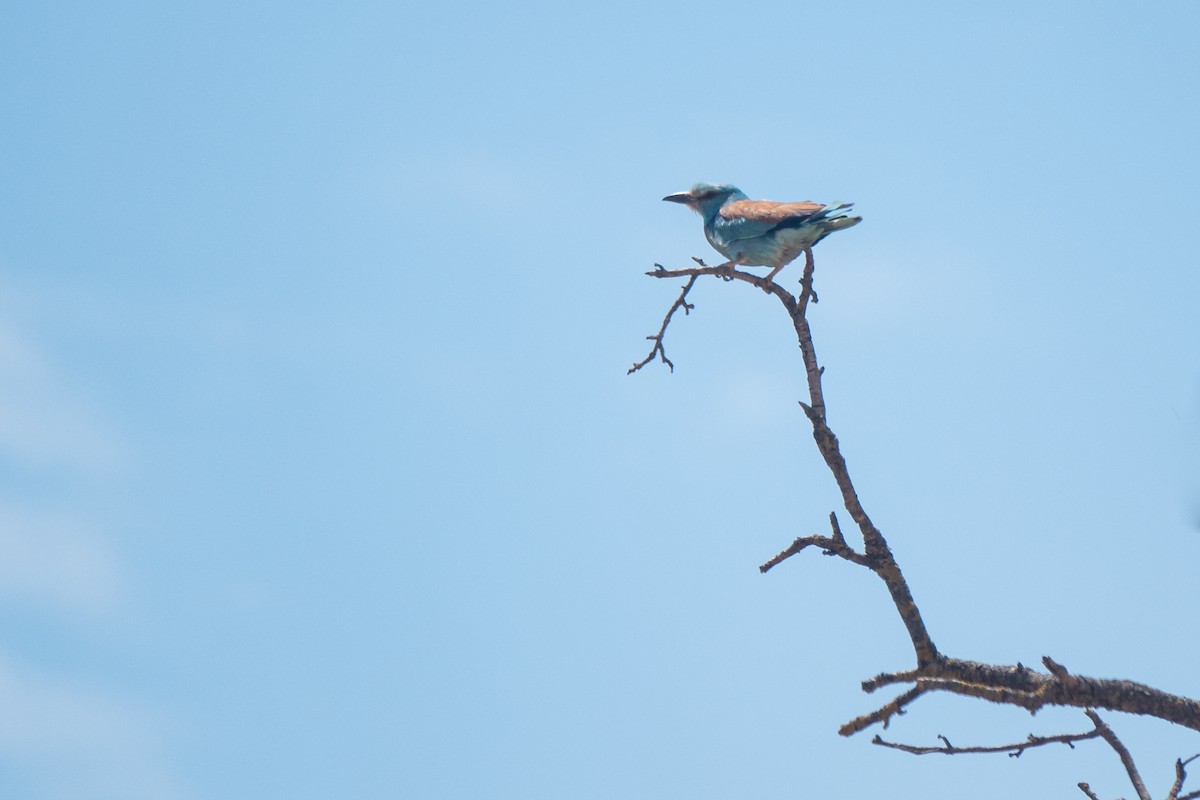 European Roller - ML620614722